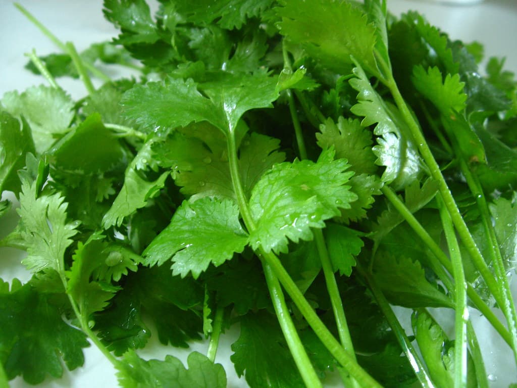 How to Grow Cilantro/Coriander: Complete Guide