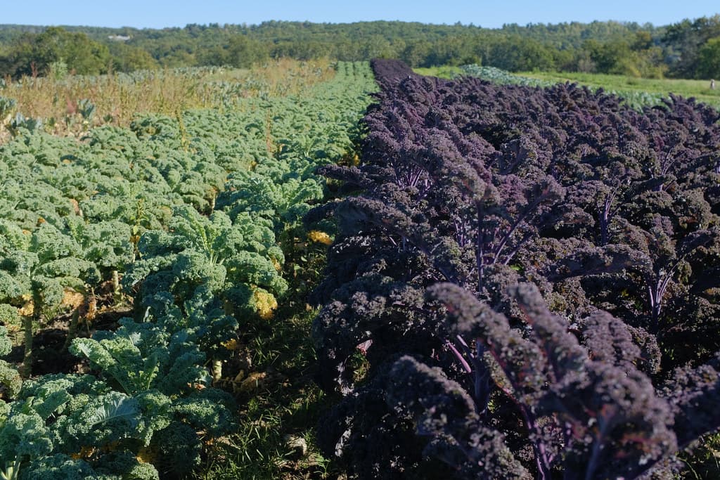 How to Grow Kale: Complete Guide