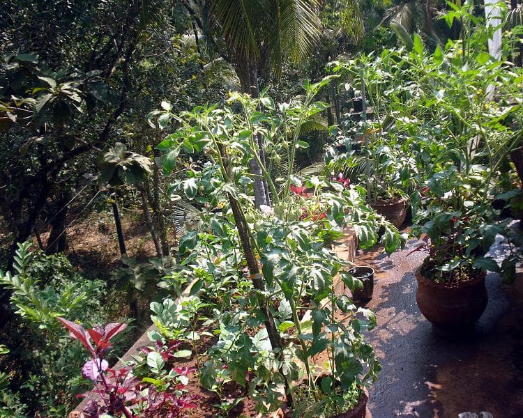 How to Prune Tomatoes for a Bigger Harvest