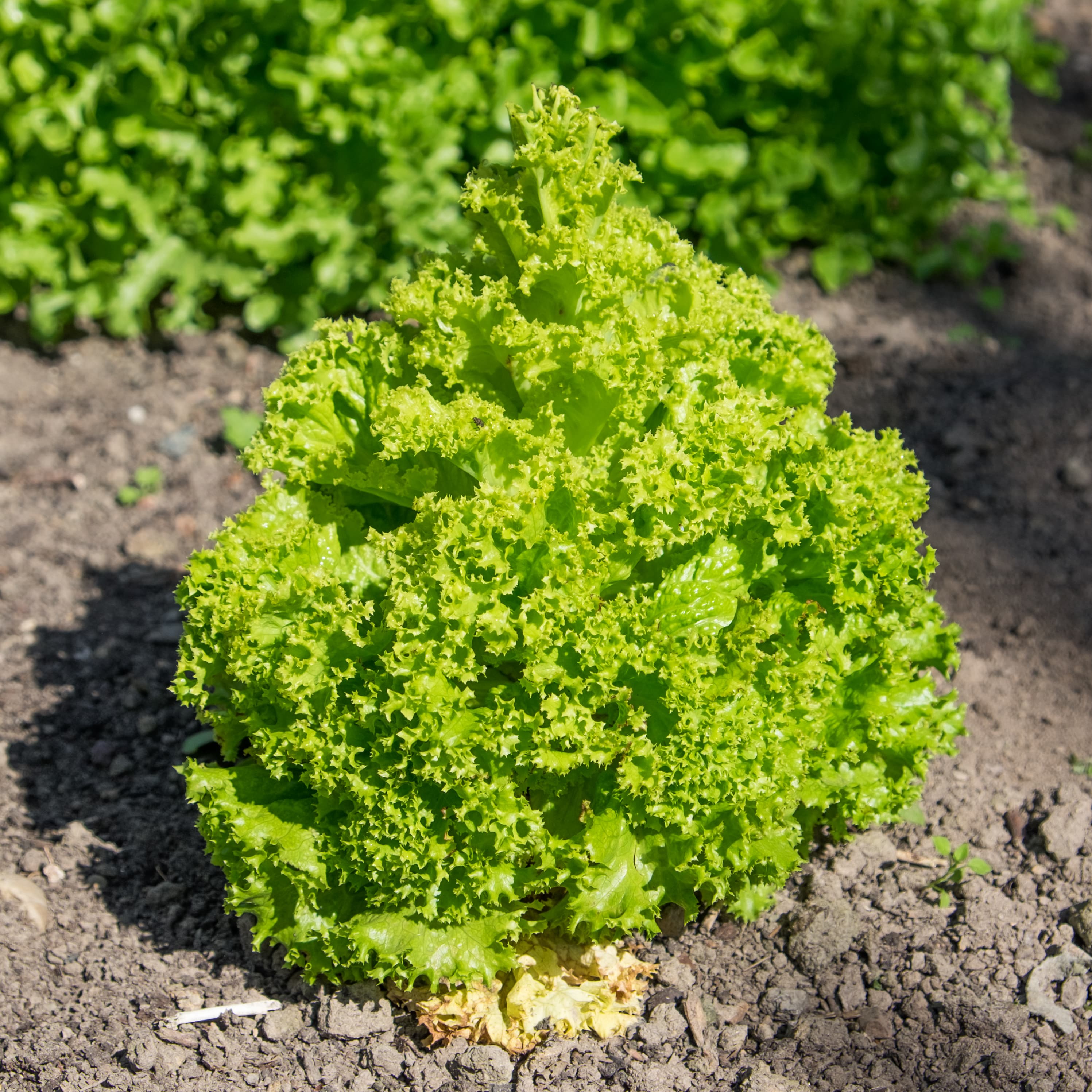 How to Grow Lettuce: The Cut-and-Come-Again Salad Guide