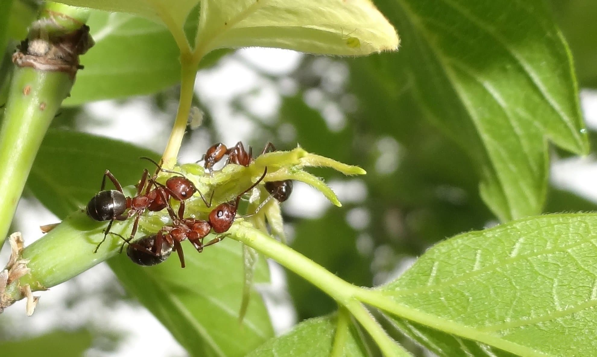How to Get Rid of Aphids Naturally