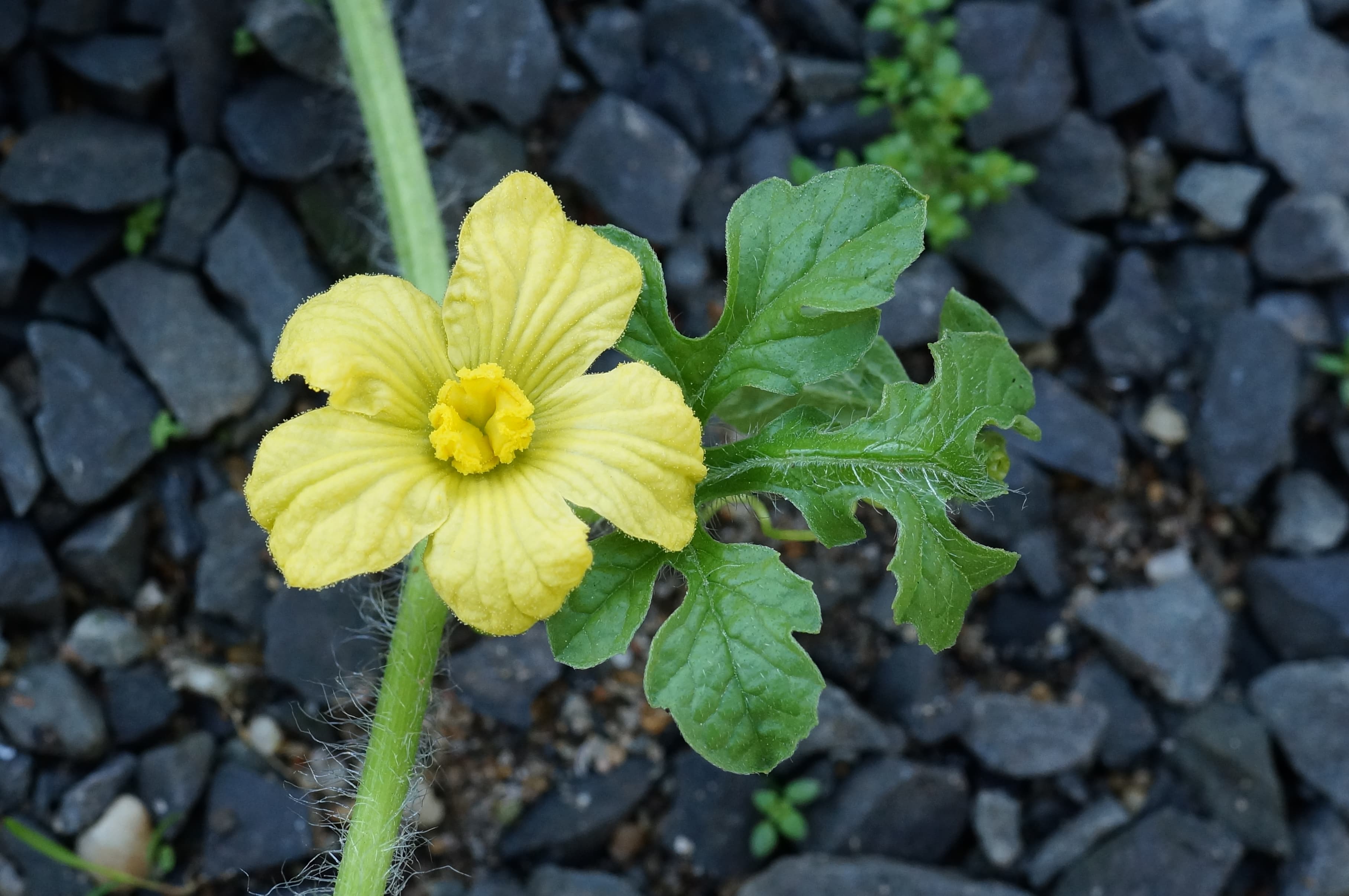 How to Grow Watermelon at Home: Complete Guide