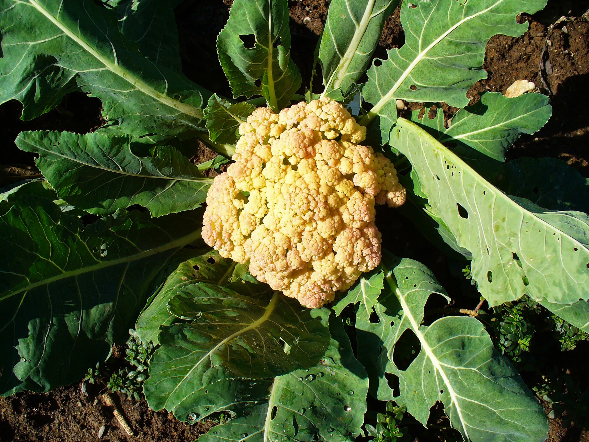 How to Grow Cauliflower: Complete Guide