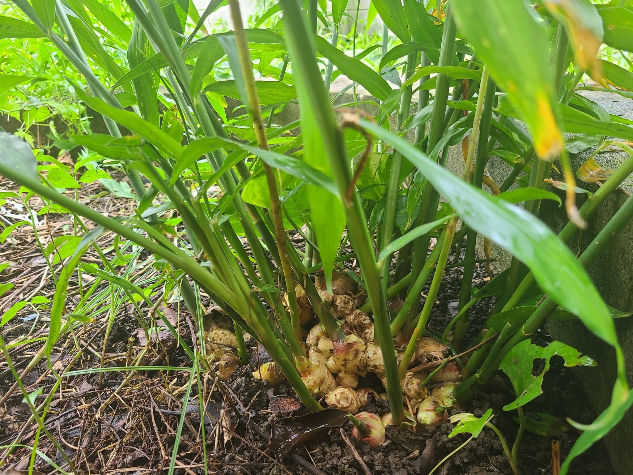 How to Grow Ginger at Home