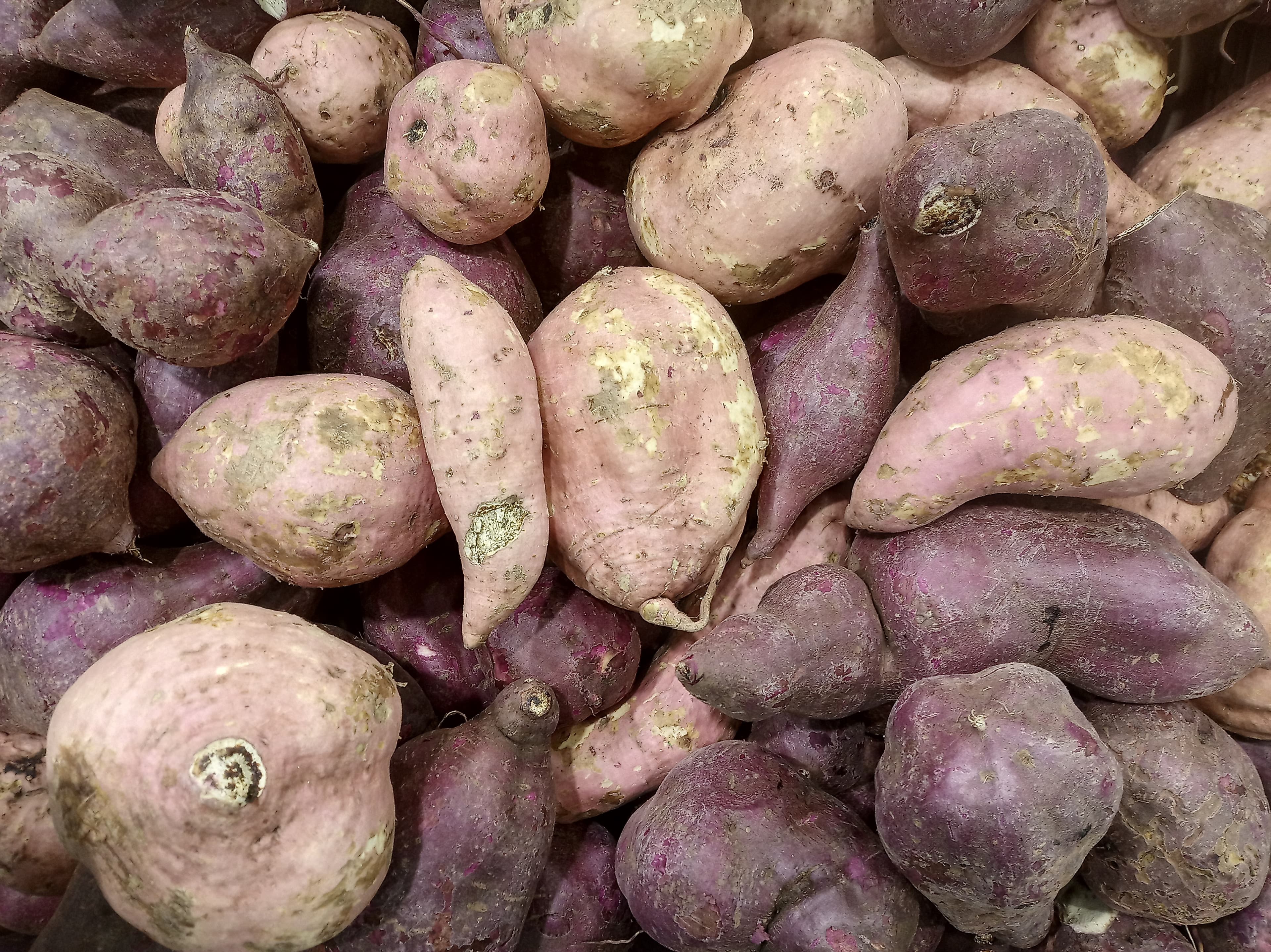 How to Grow Sweet Potatoes: From Slips to Harvest