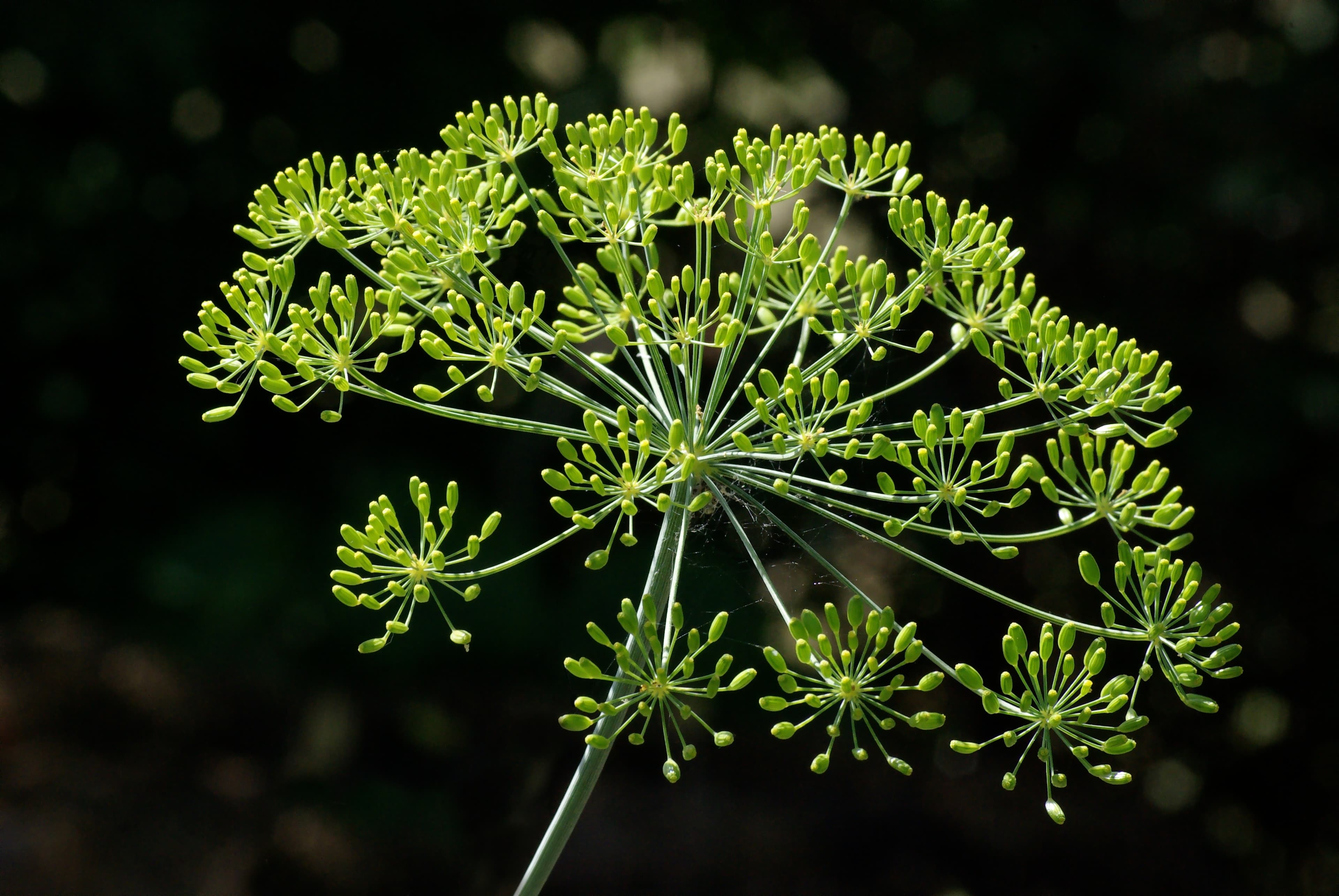 How to Grow Dill: From Seed to Harvest