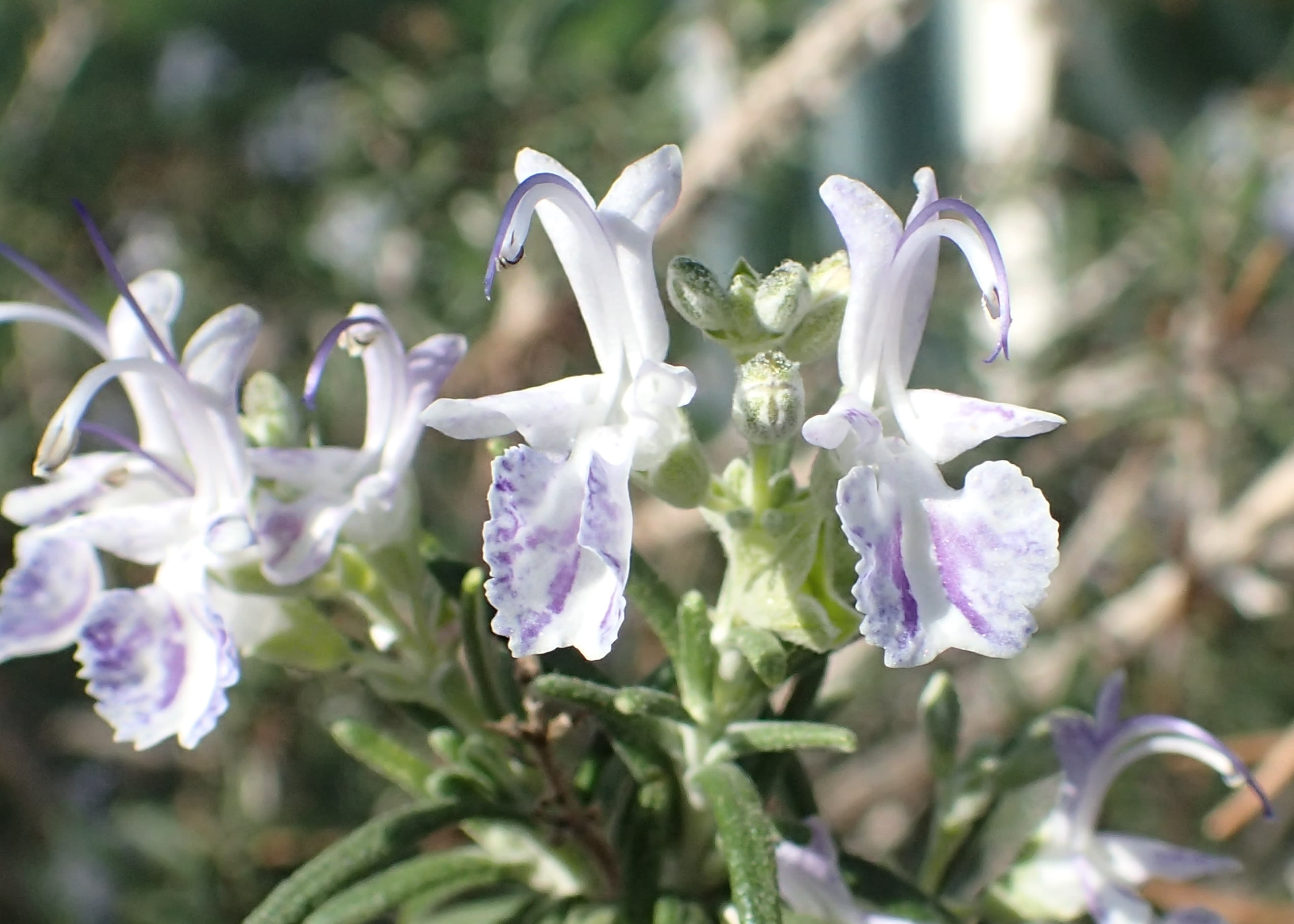 How to Grow Rosemary: A Complete Guide