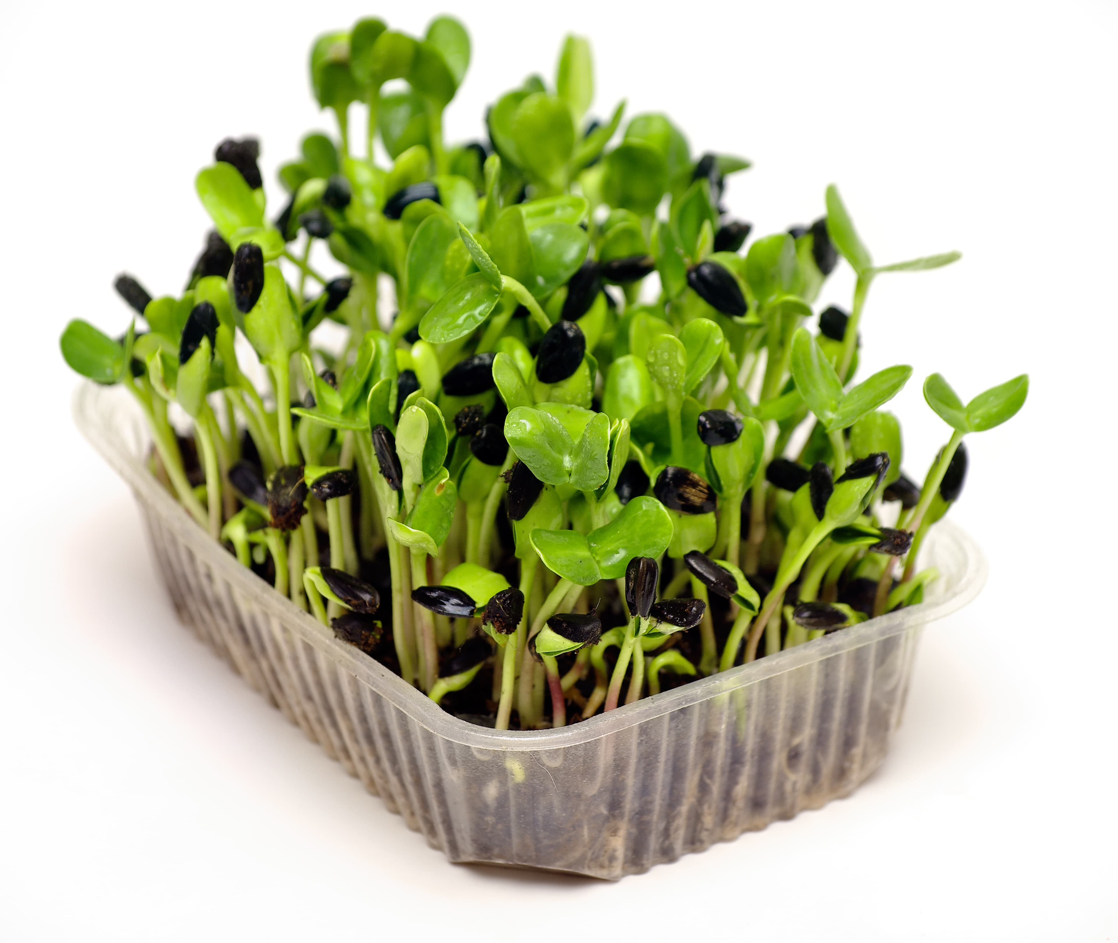 How to Grow Microgreens at Home: Complete Beginner's Guide