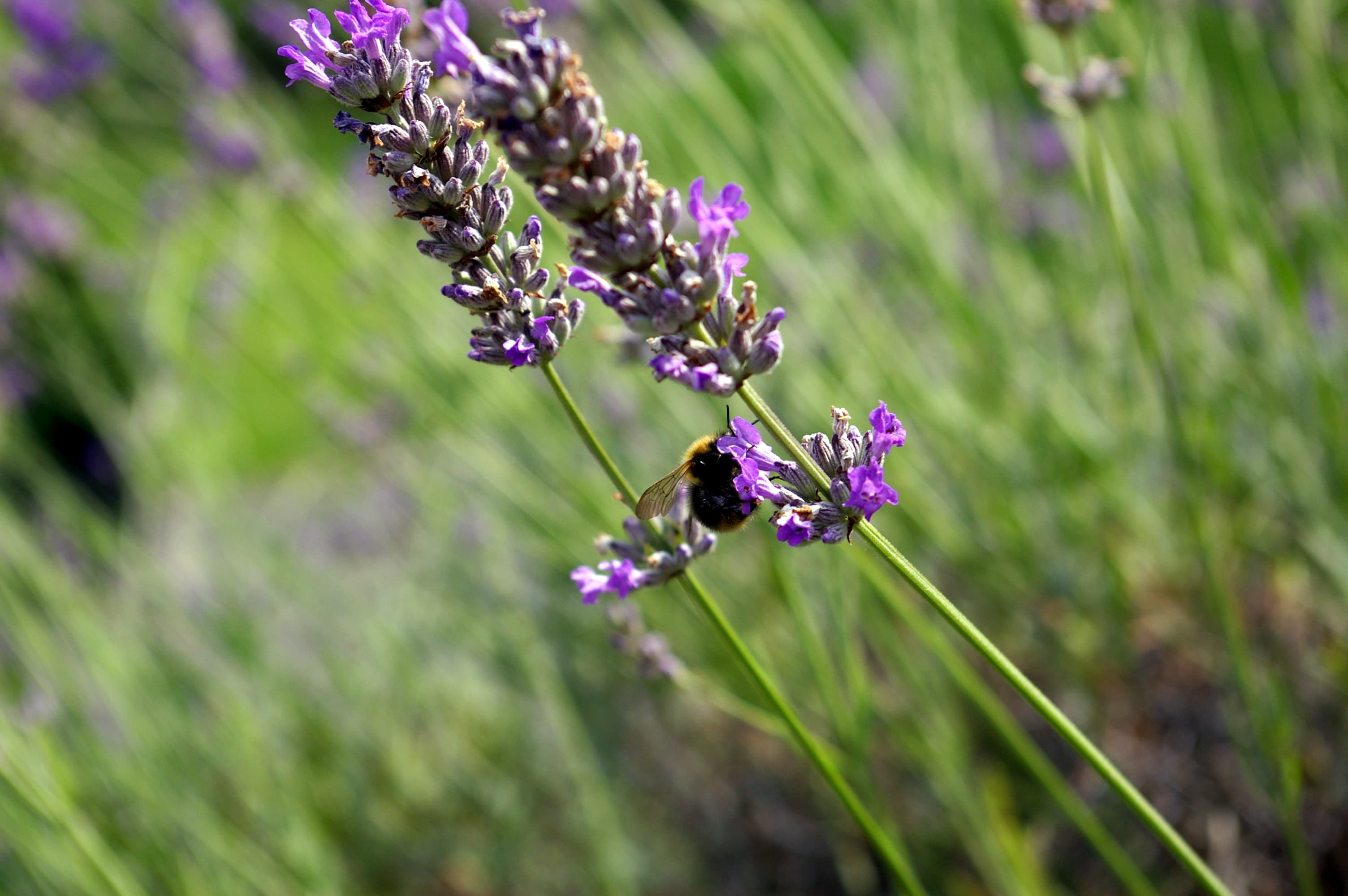 How to Attract Pollinators to Your Garden