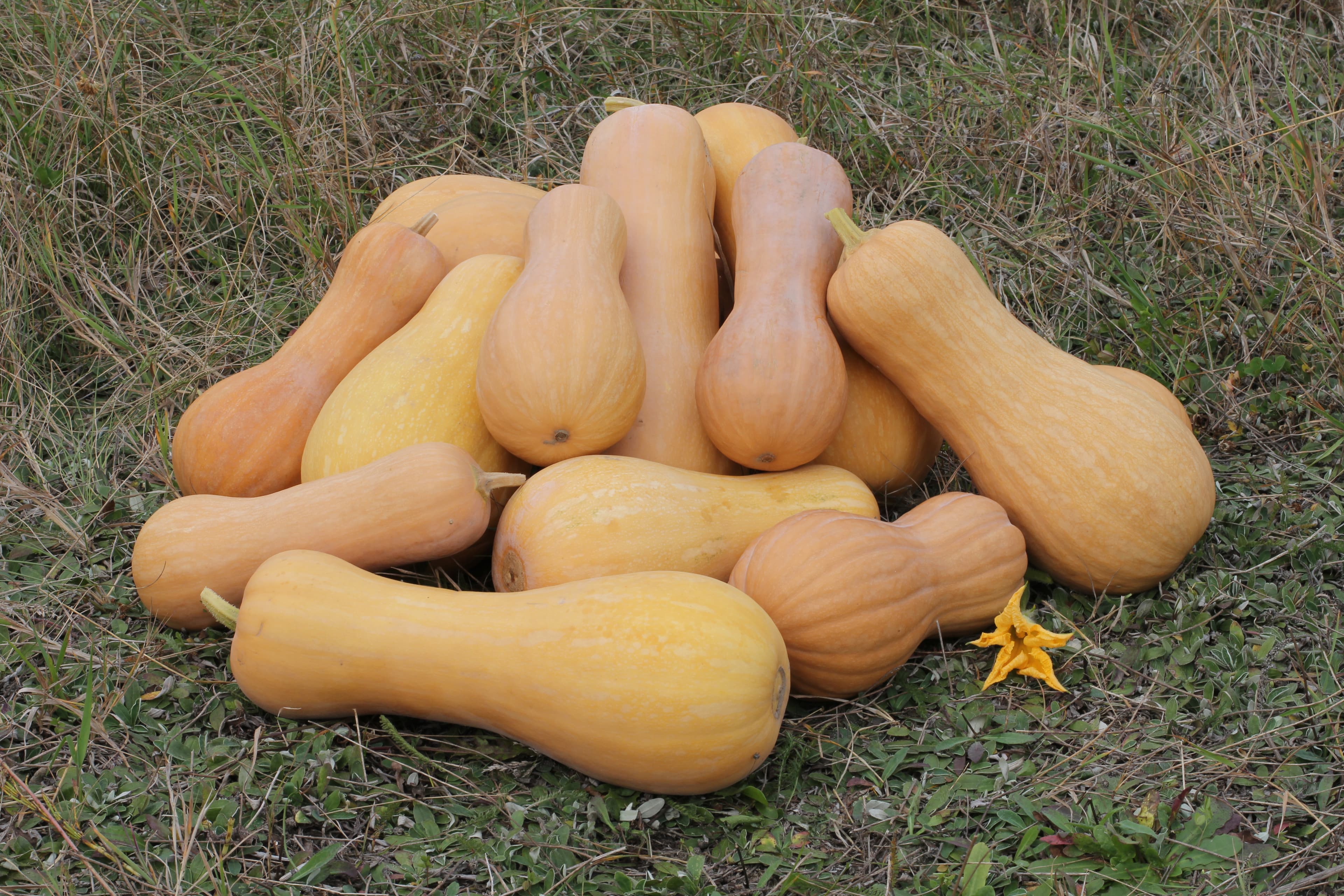 How to Grow Butternut Squash: Complete Guide
