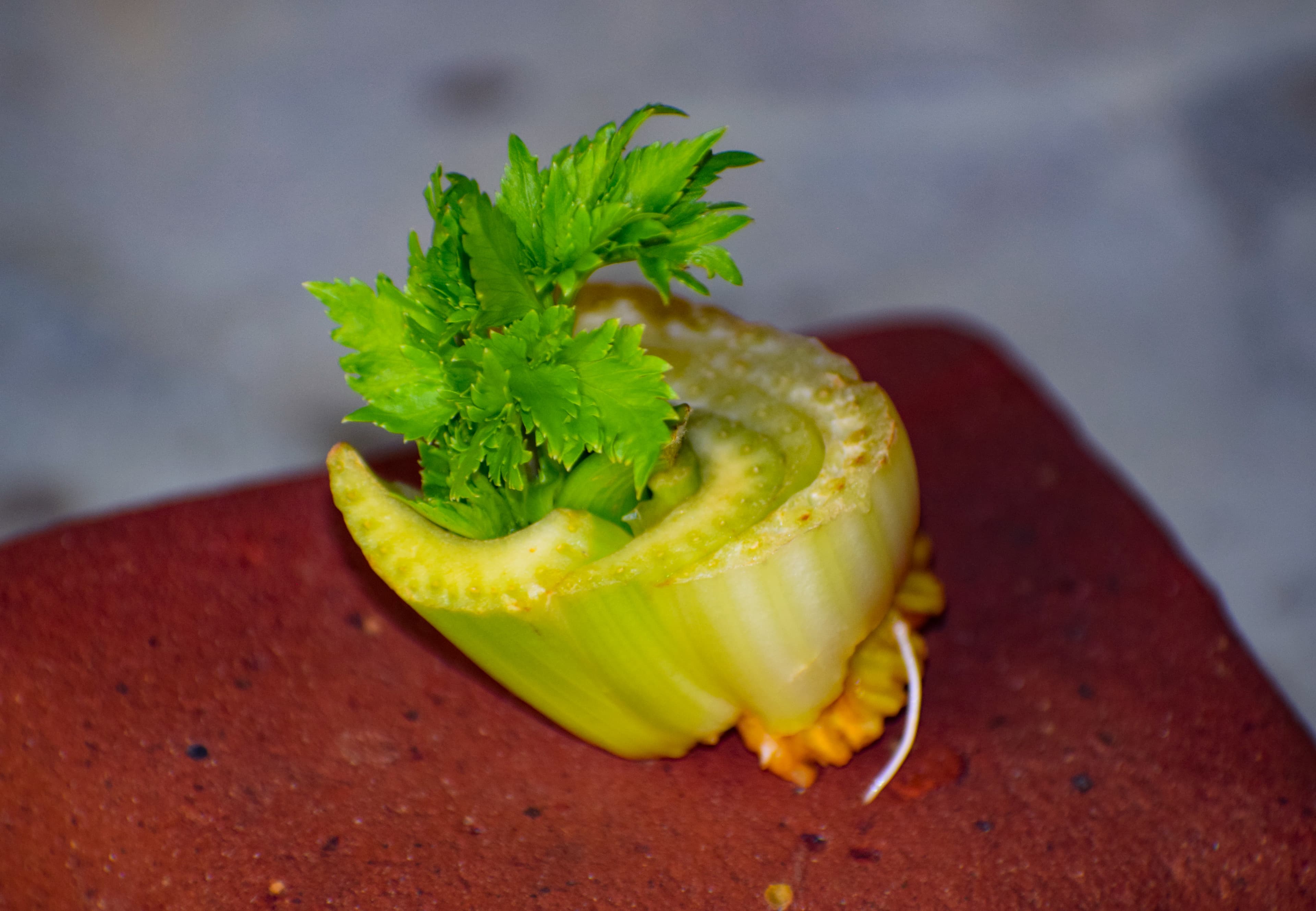 How to Grow Celery: From Seed to Harvest