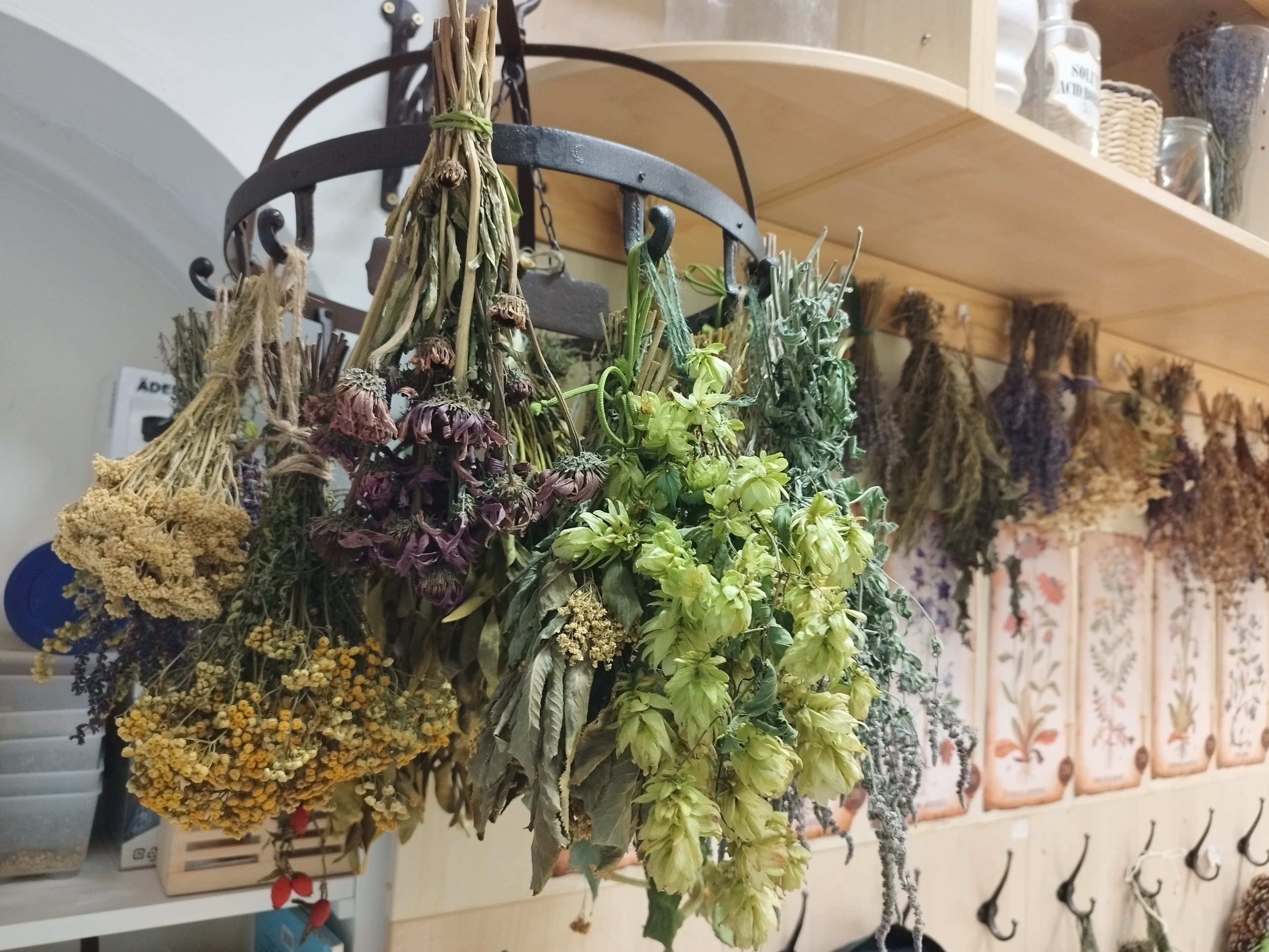How to Harvest and Store Fresh Herbs