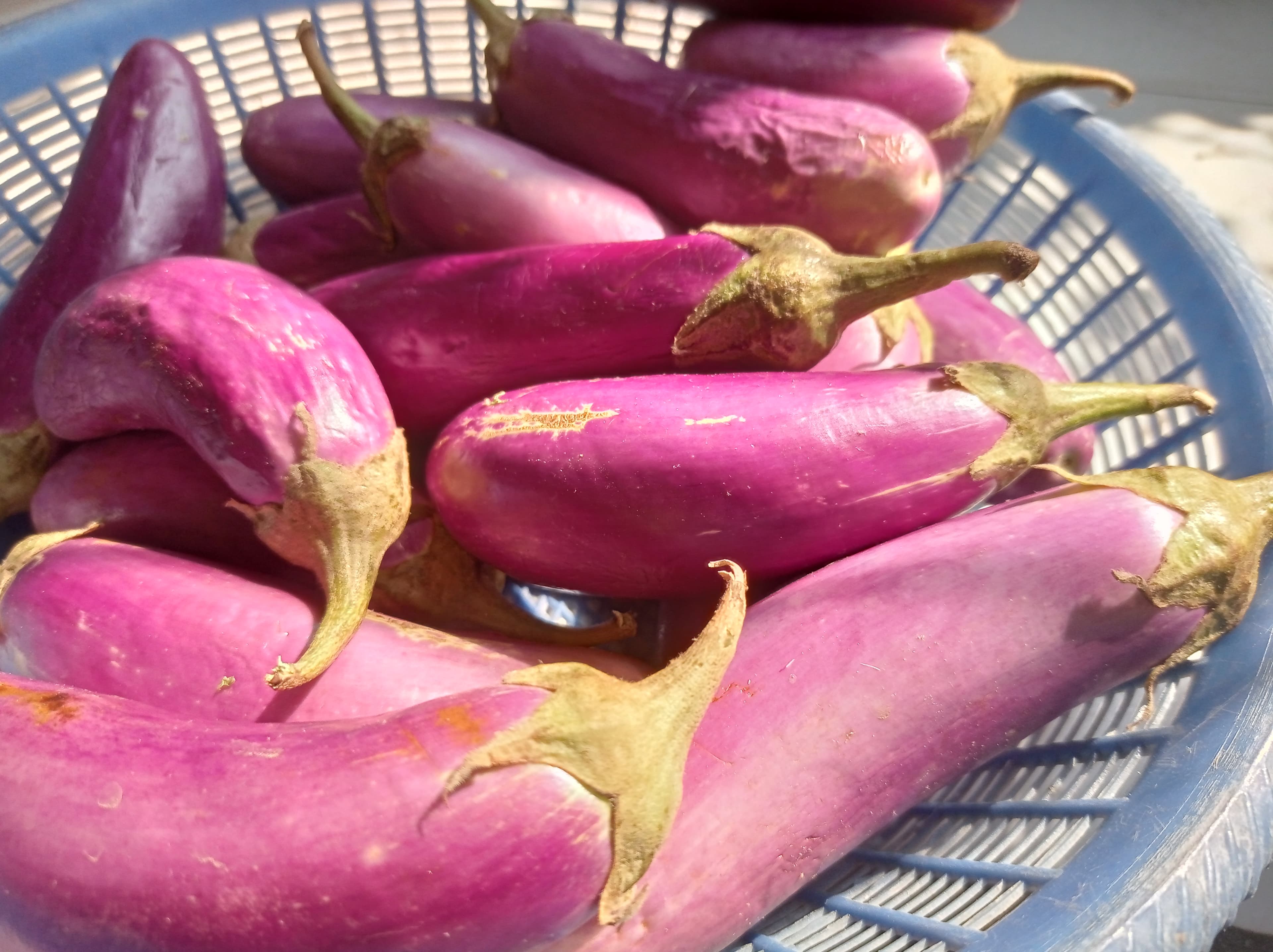 How to Grow Eggplant/Aubergine: From Seed to Harvest