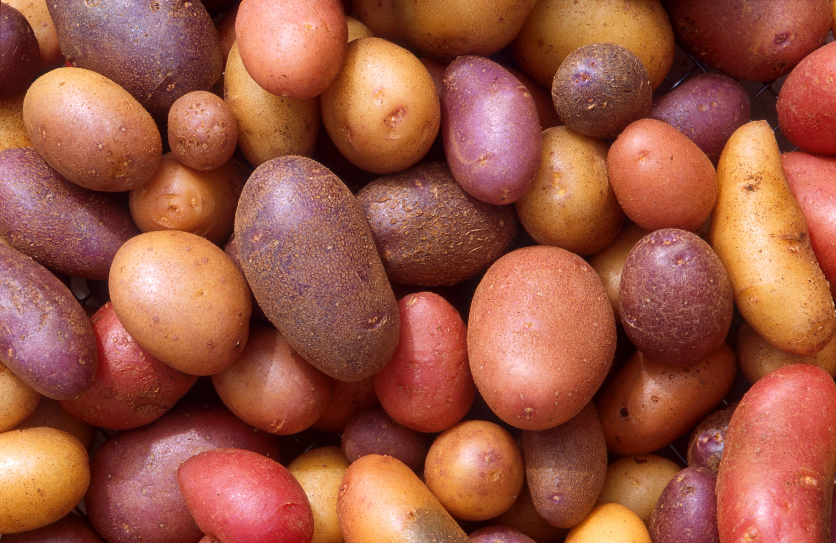 How to Grow Potatoes: A Complete Guide