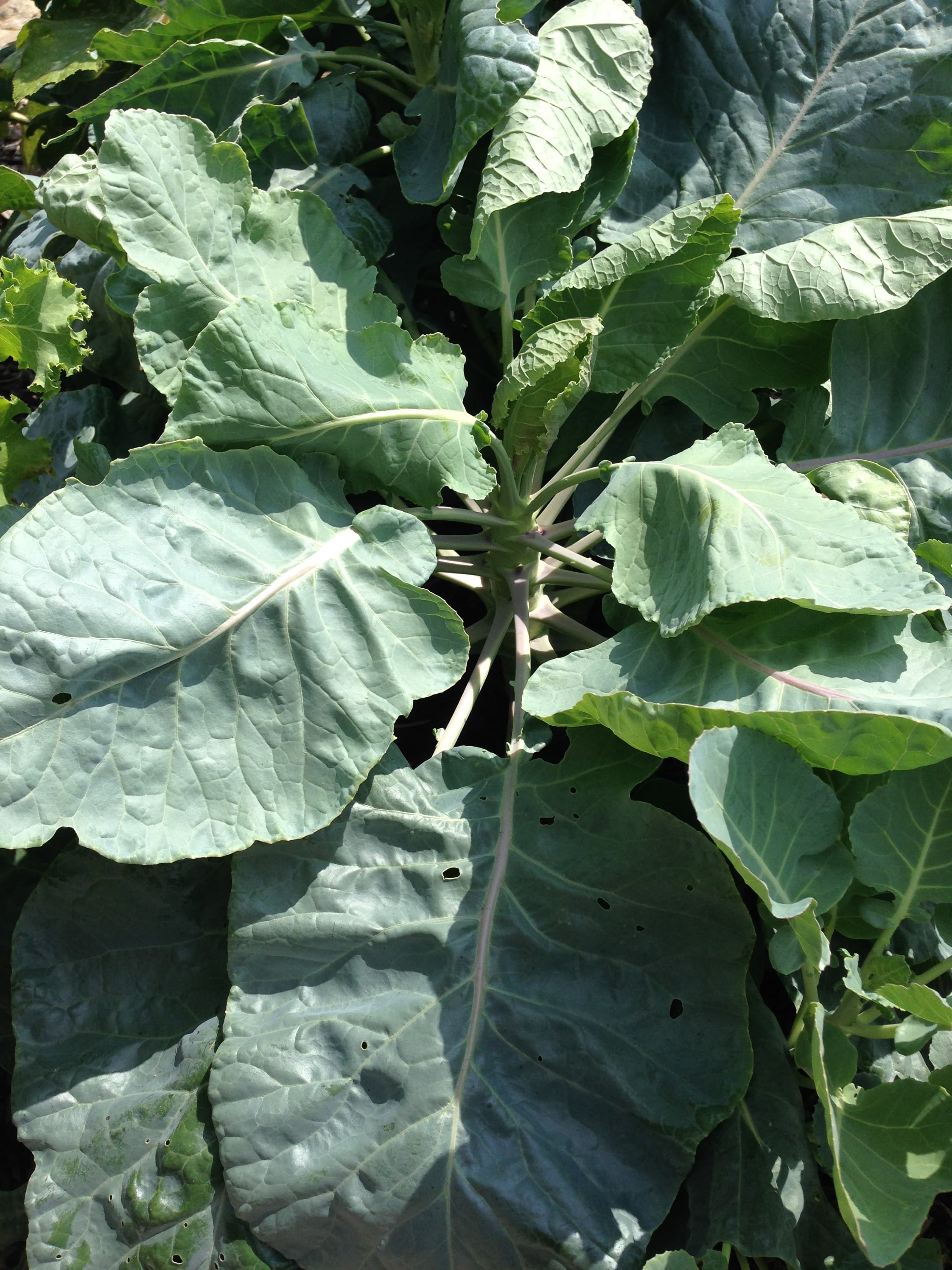 How to Grow Brussels Sprouts: Complete Guide