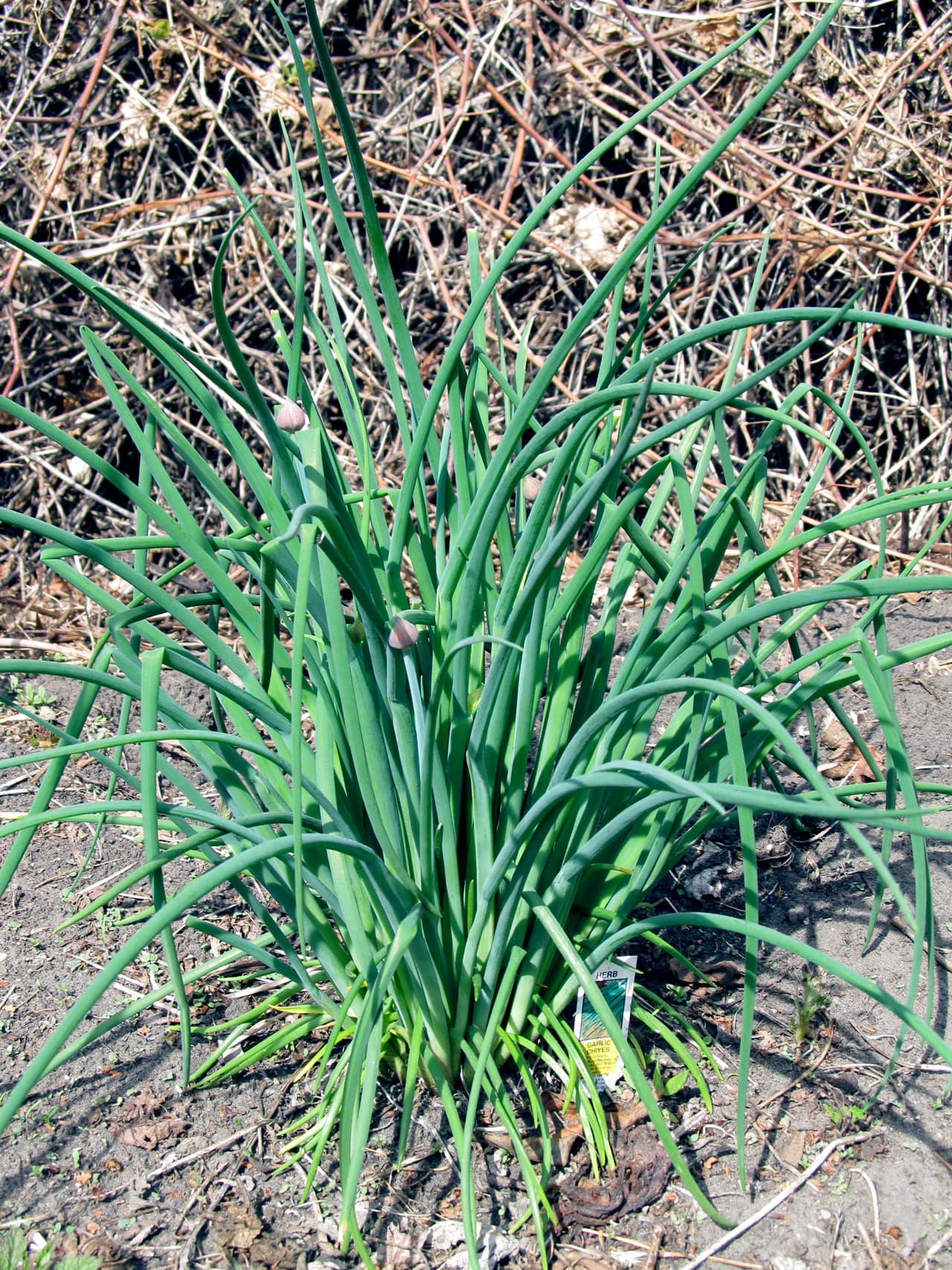 How to Grow Chives: Complete Guide