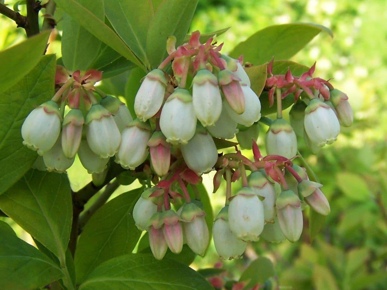 How to Grow Blueberries in Containers