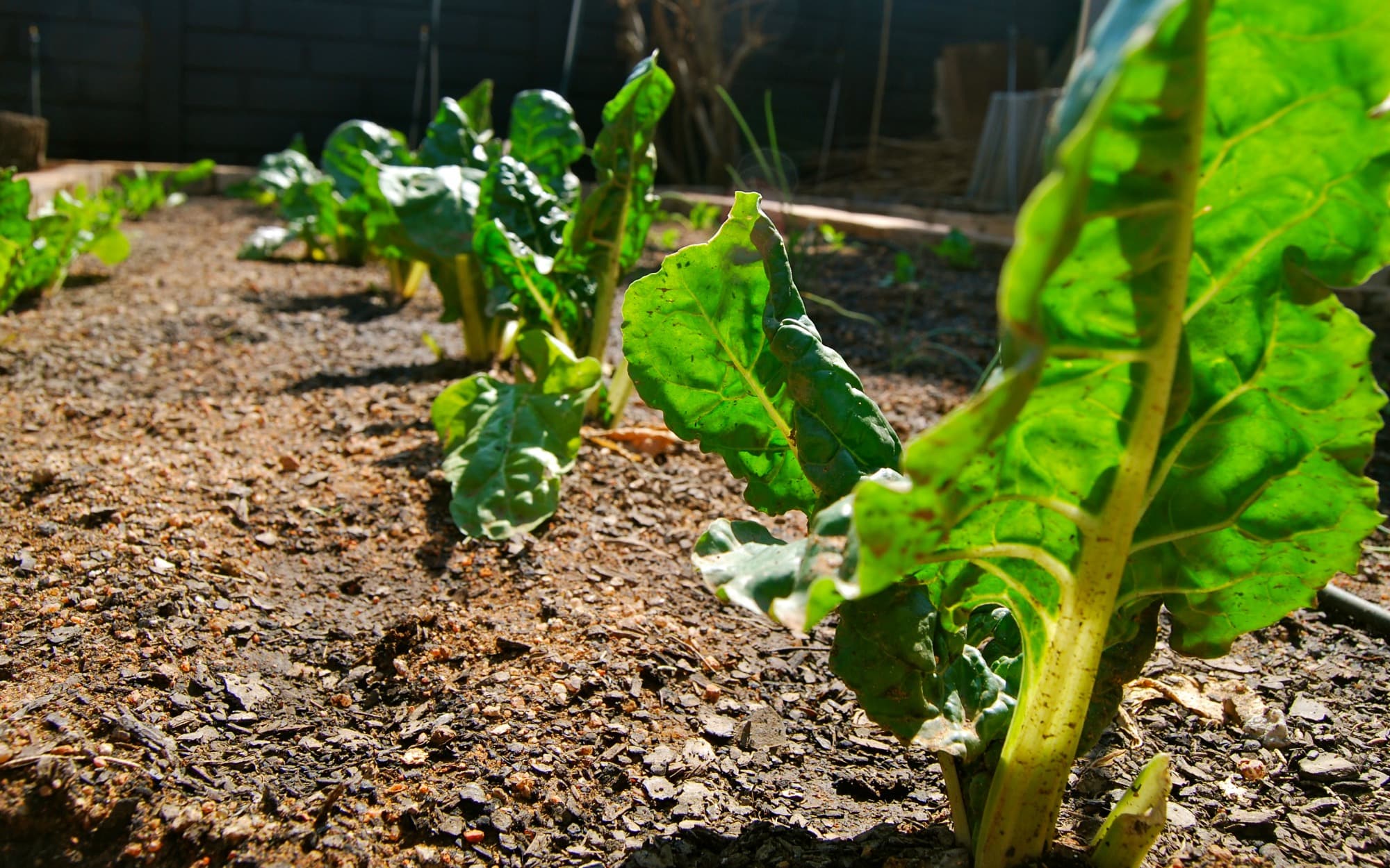 How to Grow Swiss Chard: Easy Greens All Season