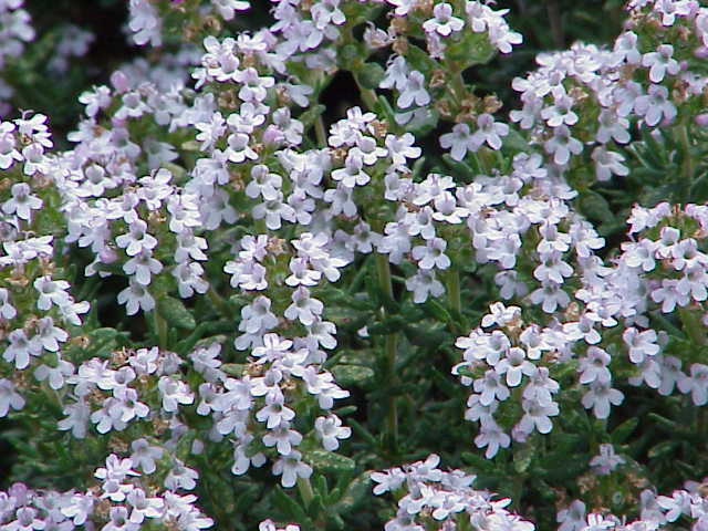 How to Grow Thyme: A Complete Guide