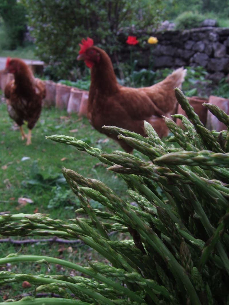 How to Grow Asparagus: A Complete Guide