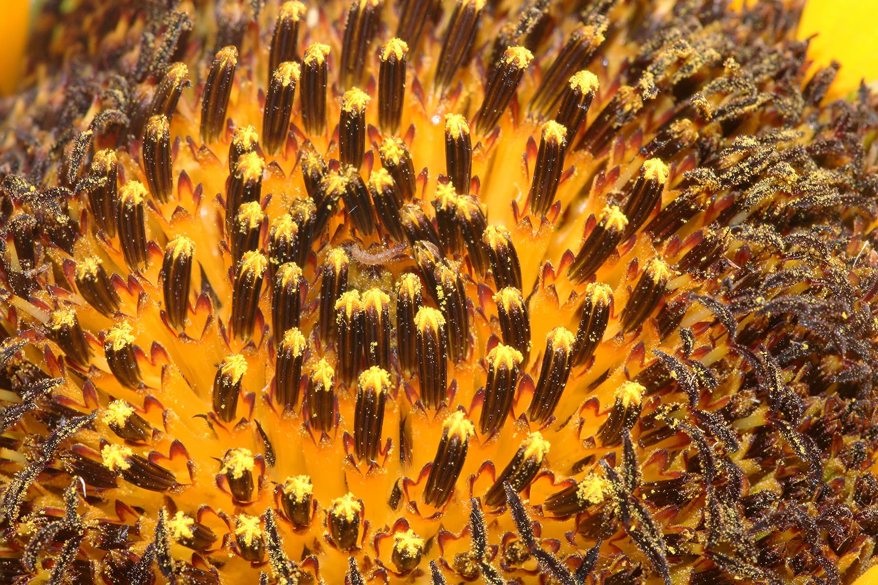 How to Grow Sunflowers: Complete Guide