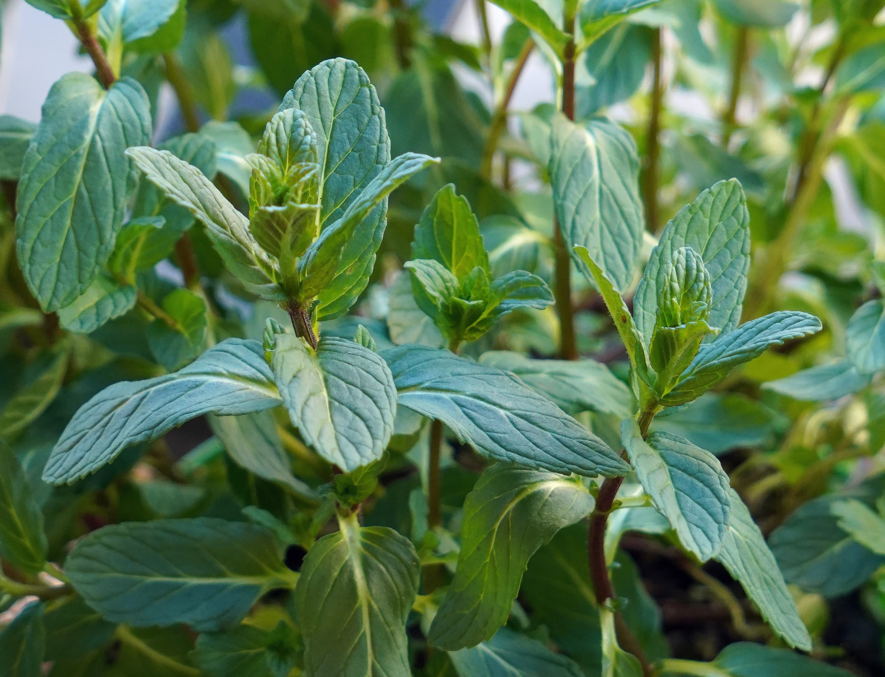How to Grow Mint: Complete Guide