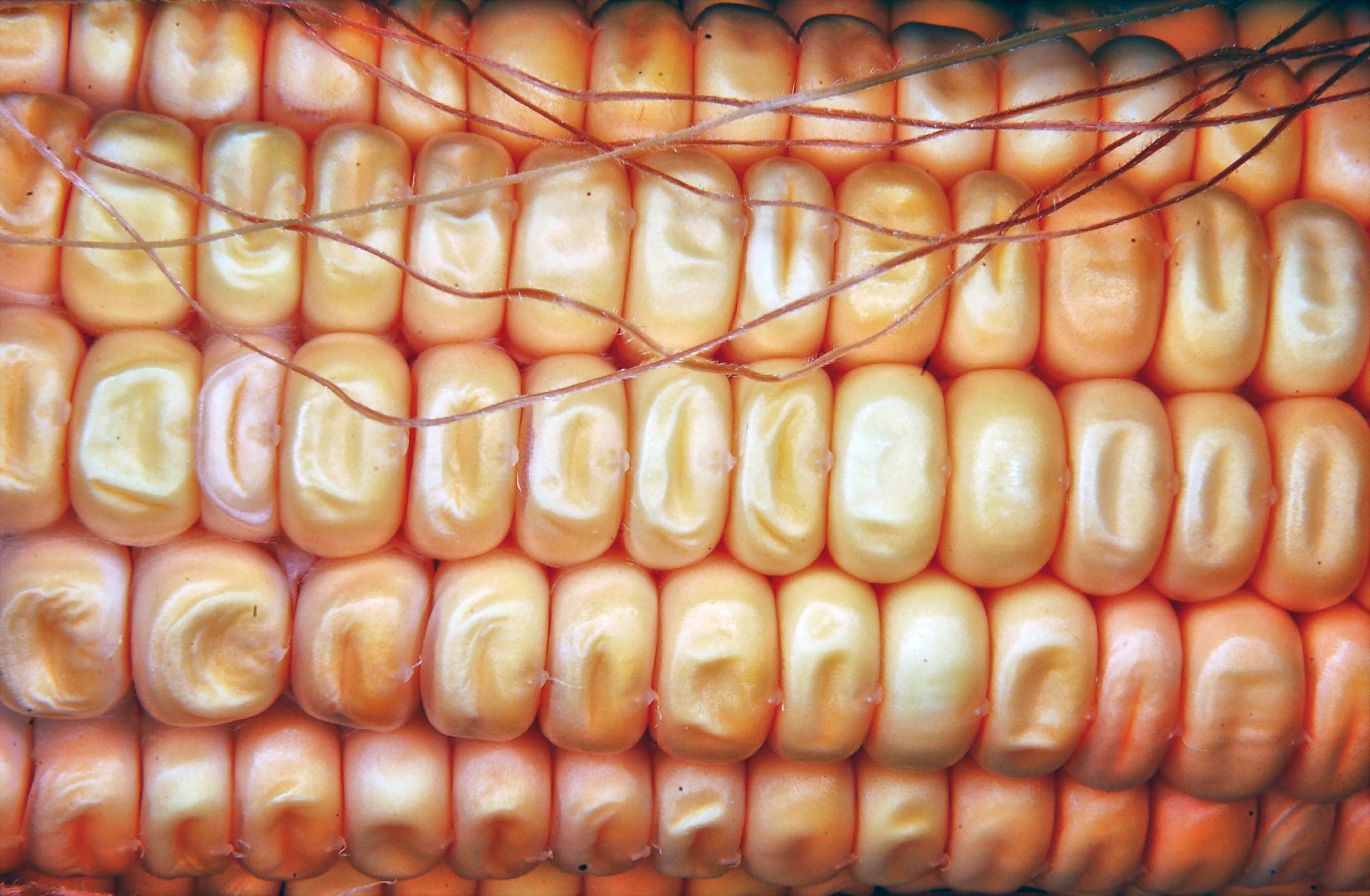 How to Grow Sweet Corn: A Complete Guide