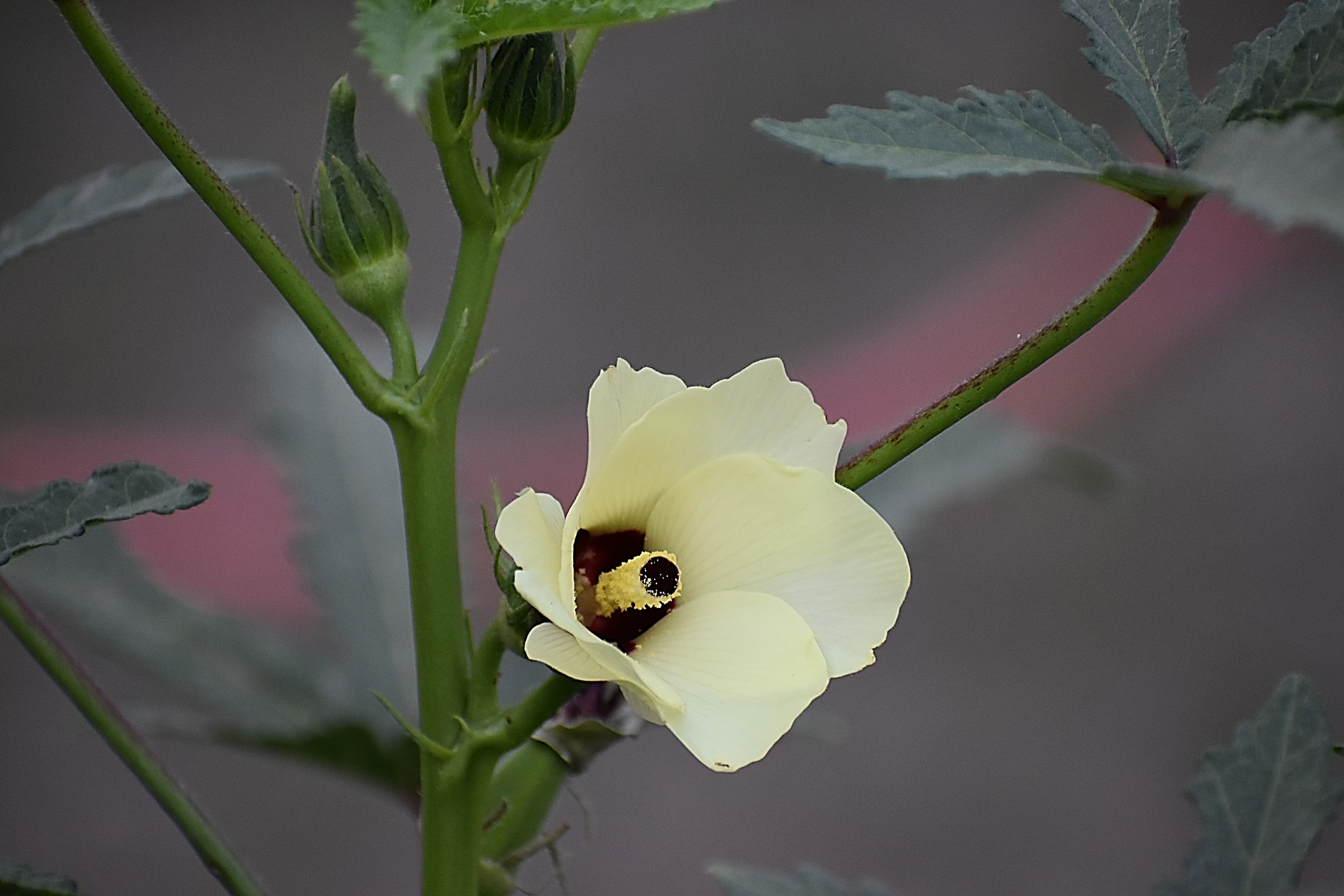 How to Grow Okra: A Complete Guide