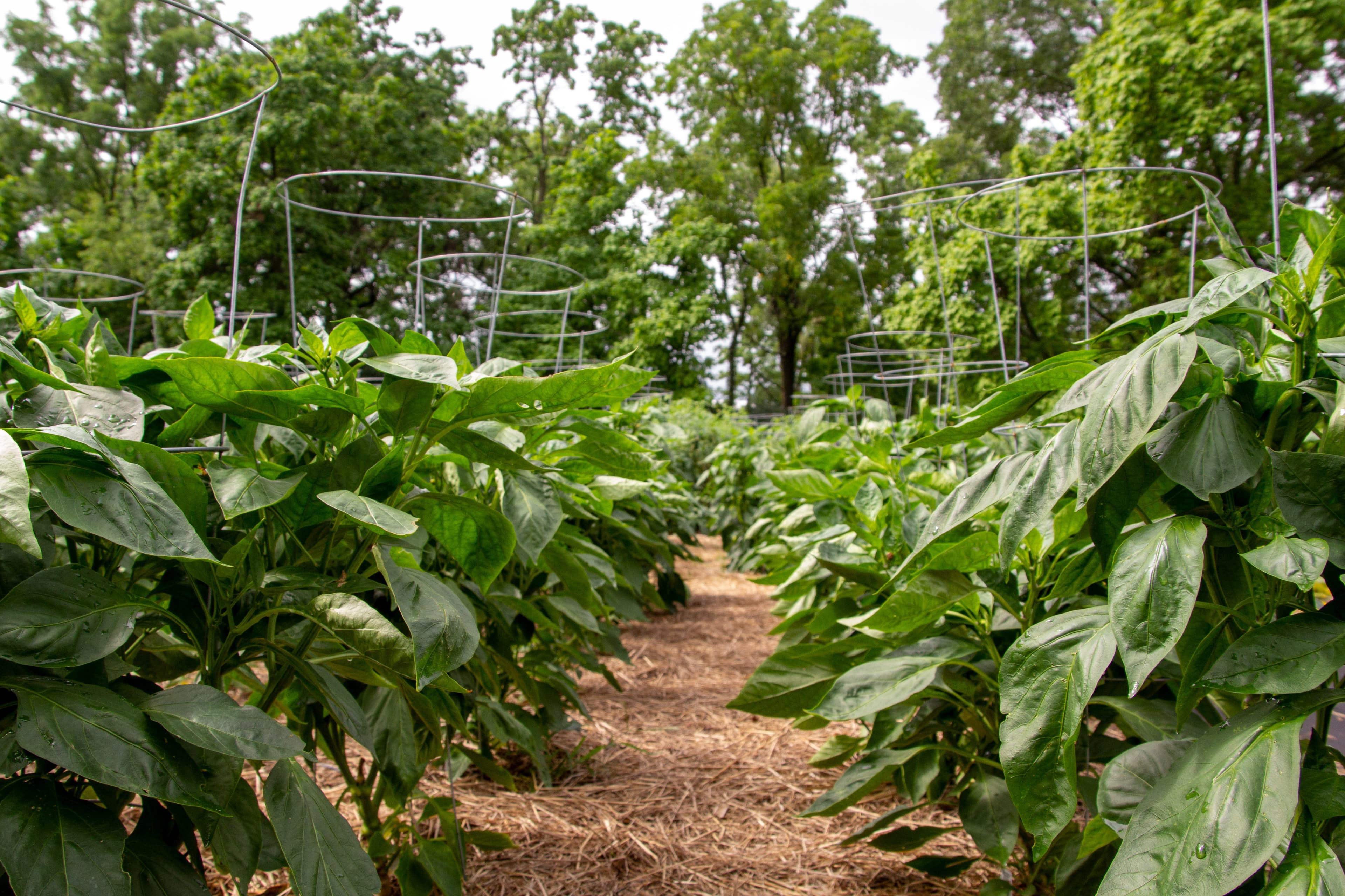 Crop Rotation: A Beginner's Guide