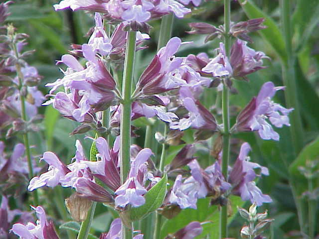 How to Grow Sage: Complete Guide