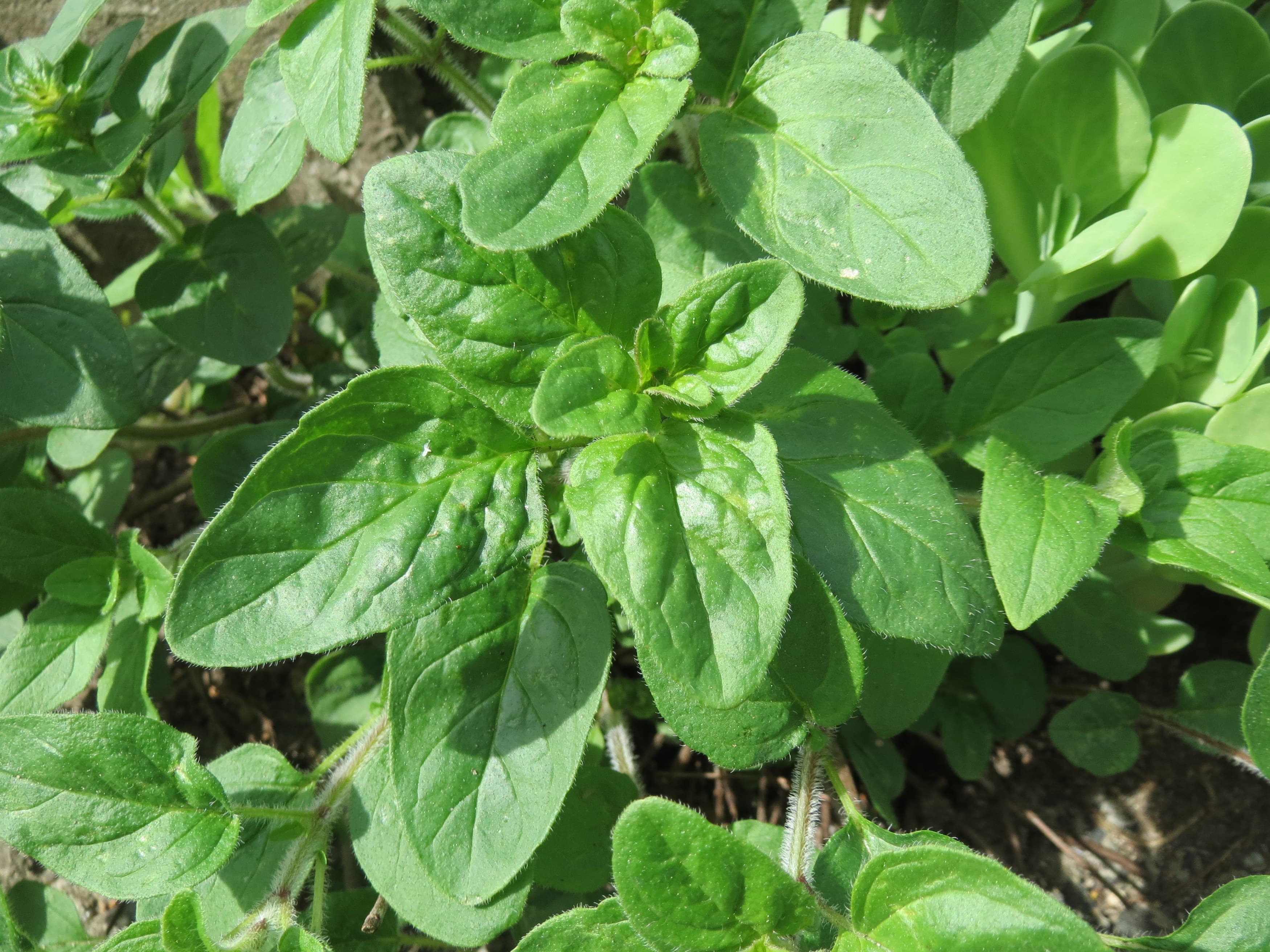 How to Grow Oregano: A Complete Guide