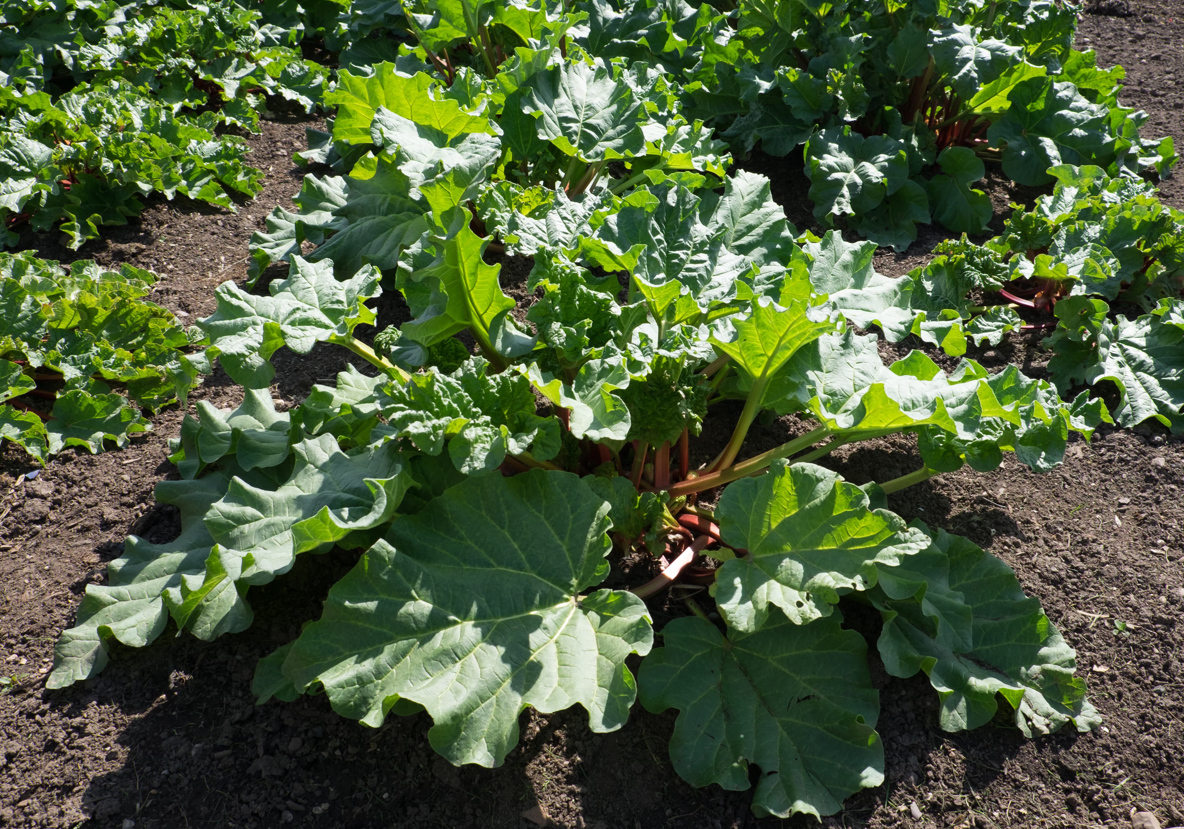 How to Grow Rhubarb: A Complete Guide