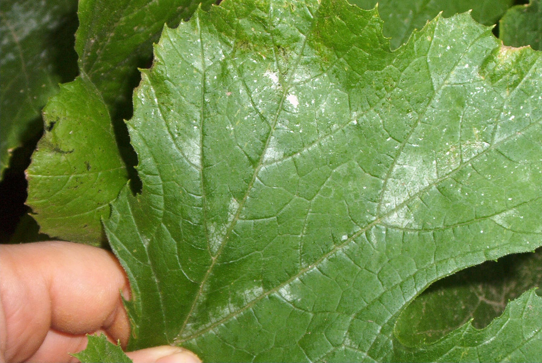 How to Get Rid of Powdery Mildew: Organic Prevention and Treatment
