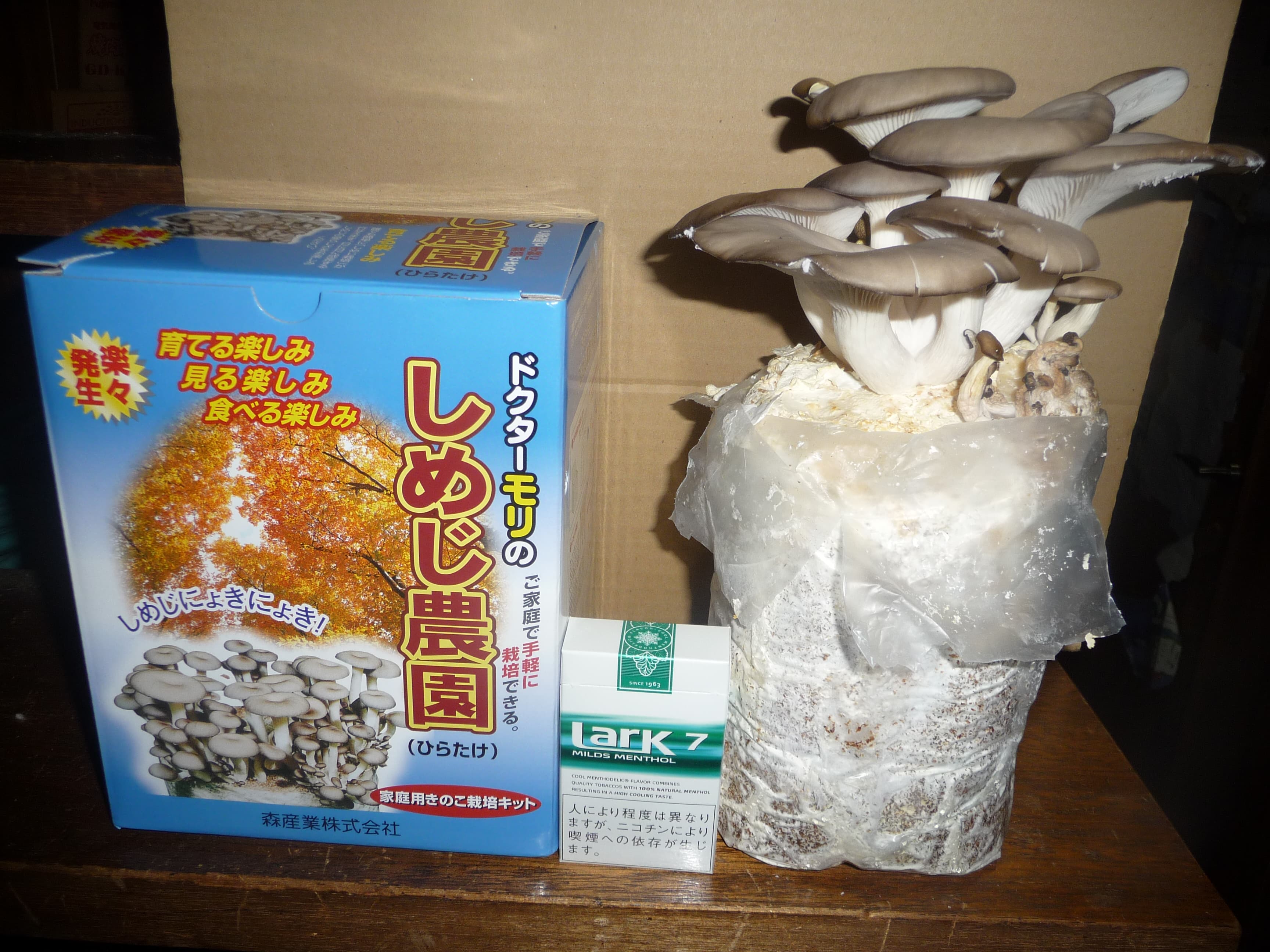 How to Grow Mushrooms at Home: A Beginner's Guide