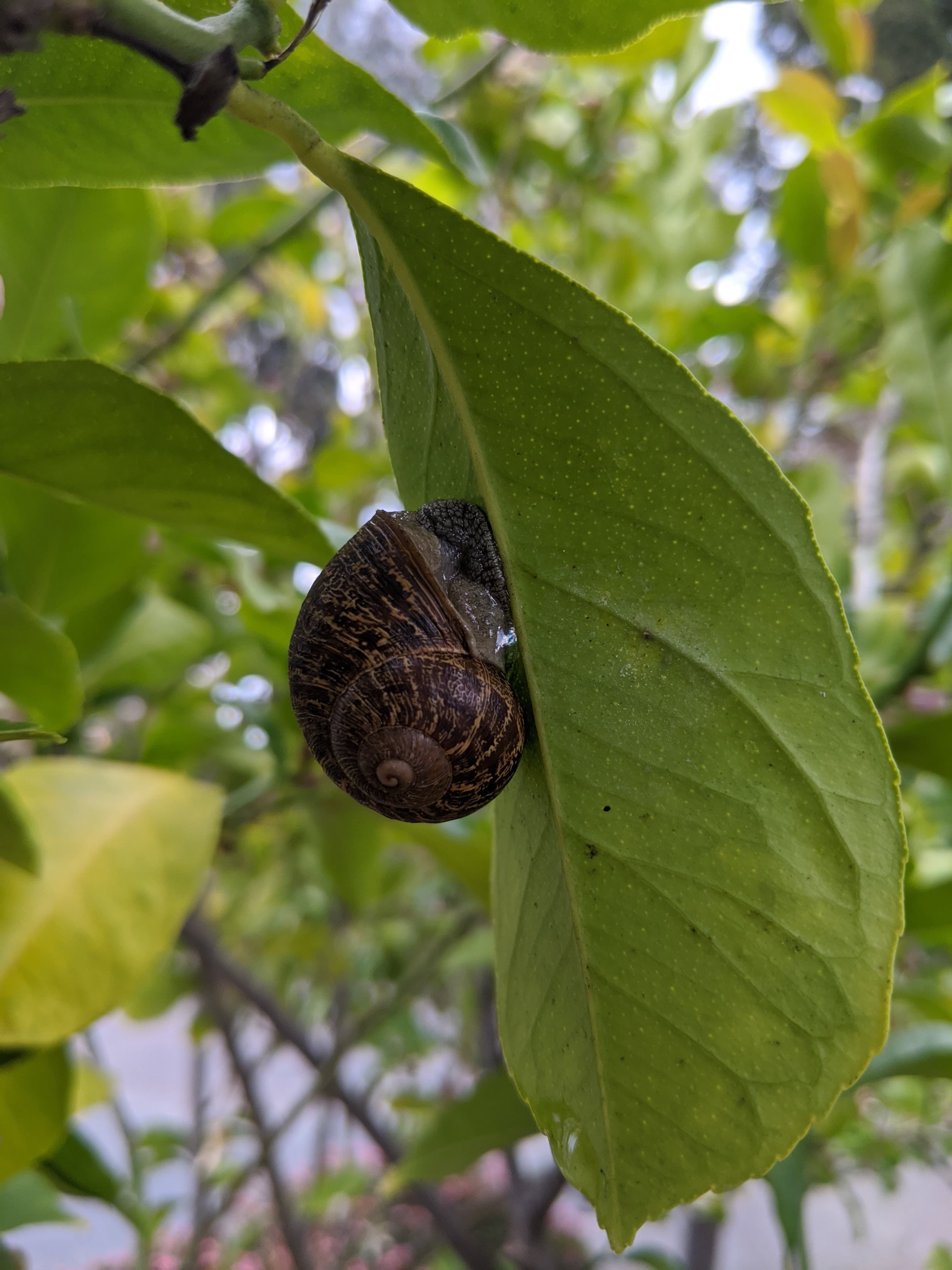 How to Get Rid of Slugs and Snails Naturally