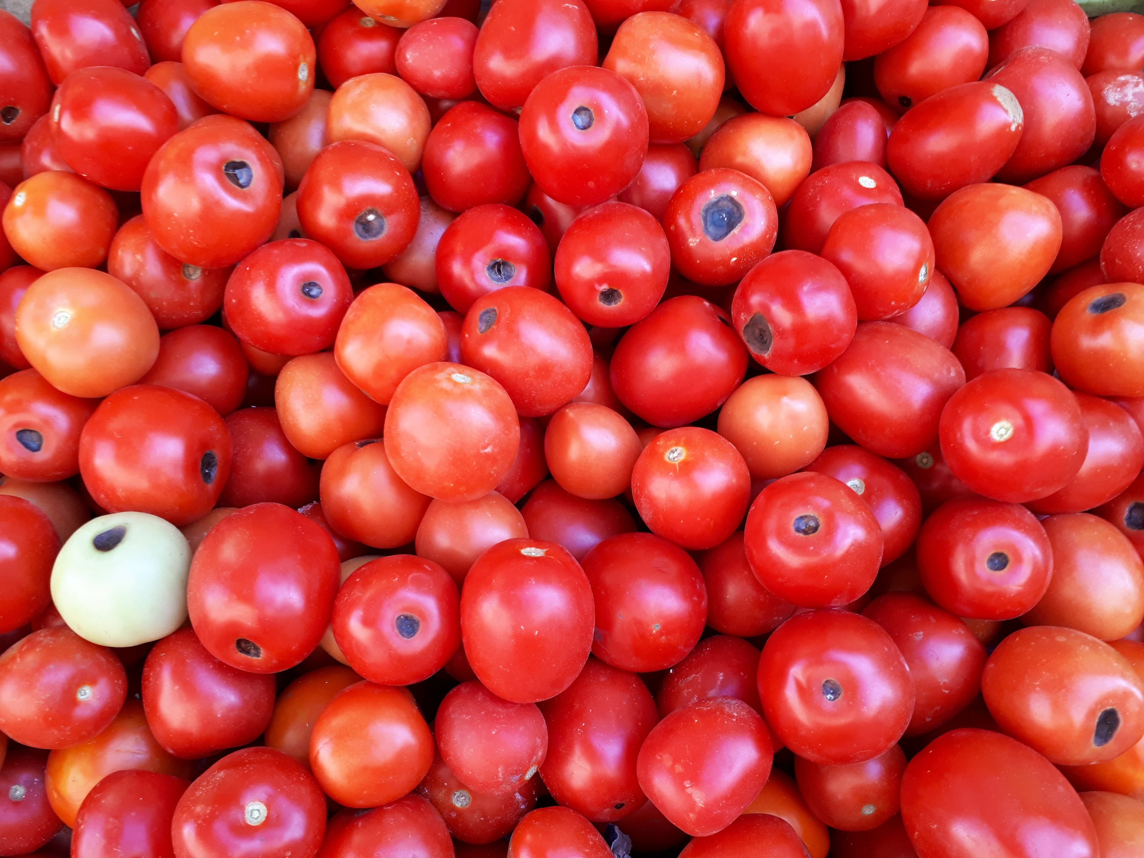 Common Tomato Problems and How to Fix Them