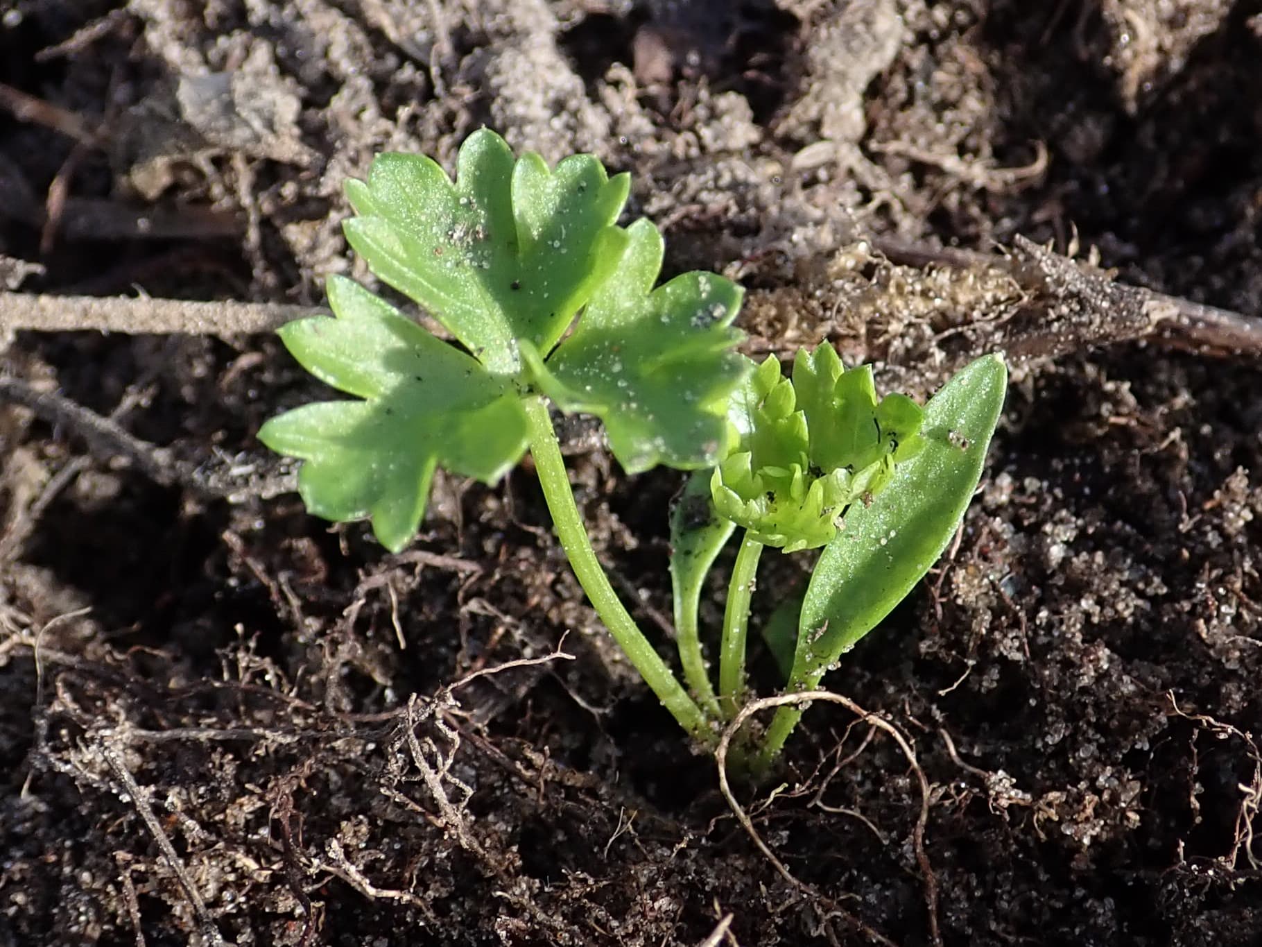 How to Grow Parsley: Complete Guide