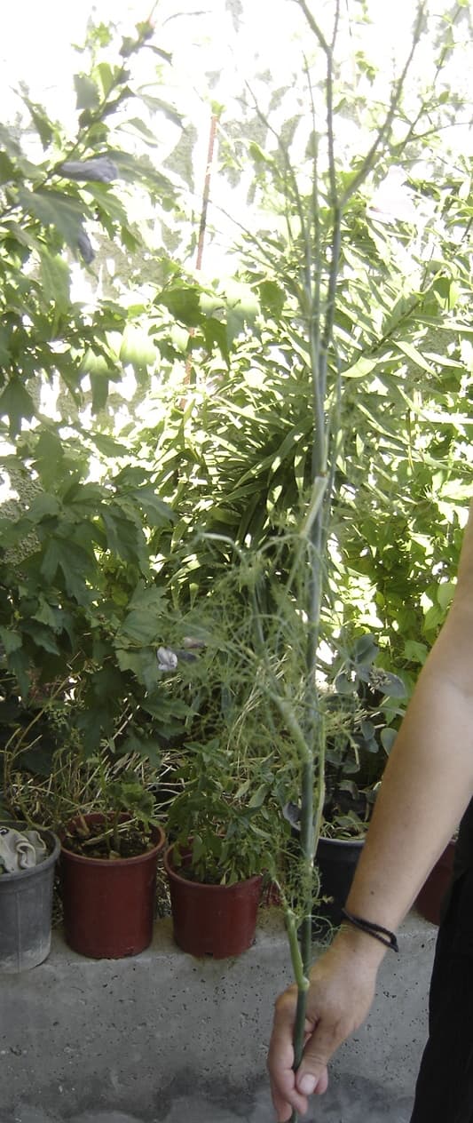 How to Grow Fennel: From Seed to Harvest